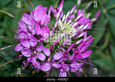 Fiore di ragno (Cleome hassleriana) Foto Stock