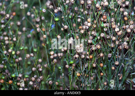 Flax (Linum usitatissimum) Foto Stock