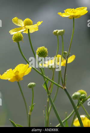 Grande o maggiore Spearwort Ranunculus lingua Ranunculaceae Foto Stock