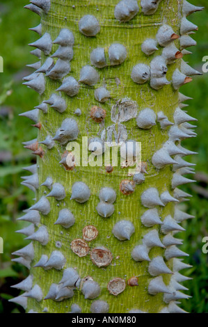 Close up spinosa tronco di albero Foto Stock