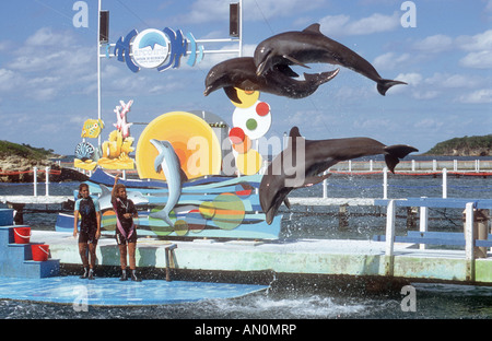 Visualizzazione dei delfini salta fuori di acqua nei pressi di Guardalavaca, Cuba. Foto Stock