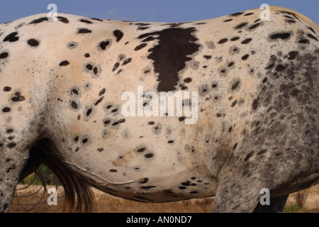 Appaloosa cavallo con marcature maculato Foto Stock