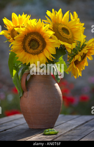 sunflowers in a vase in a Dorset garden England UK Foto Stock
