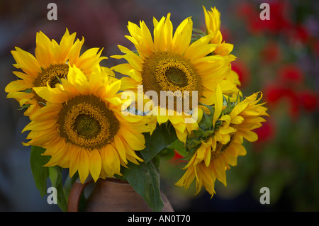 sunflowers in a vase in a Dorset garden England UK Foto Stock