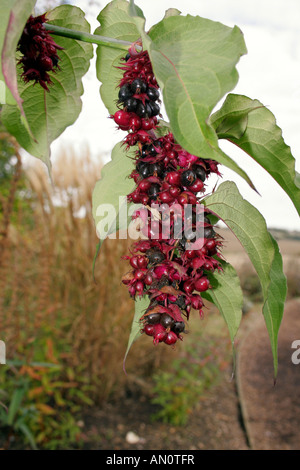 LEYCESTERIA FORMOSA CAPRIFOGLIO himalayana. Foto Stock