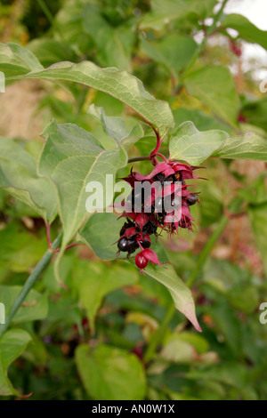 LEYCESTERIA FORMOSA CAPRIFOGLIO himalayana. Foto Stock