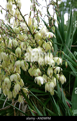 Spoonleaf Yucca, filamento Yucca o Adam's ago, Yucca filamentosa, Agavaceae Foto Stock