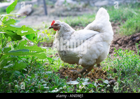 Un round di gallina bianca a passeggiare nel giardino. Jovo Durovic Cantina Dupilo village, regione vinicola a sud di Podgorica. Vukovici Durovic Jovo Cantina vicino Dupilo. Montenegro, Balcani, Europa. Foto Stock