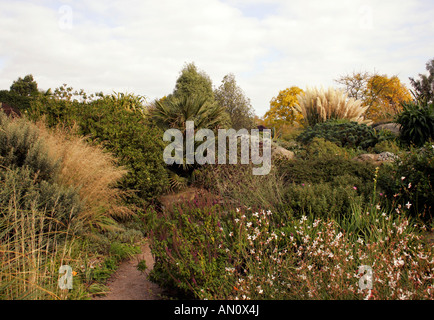 Le erbe e gli arbusti crescono in un autunno giardino secco. RHS HYDE HALL ESSEX. Foto Stock