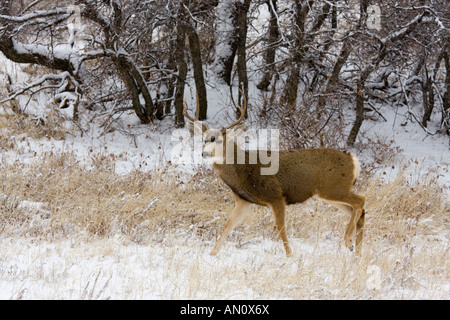 Big Buck deer a piedi attraverso la neve su un freddo Colorado nevoso inverno mattina Foto Stock