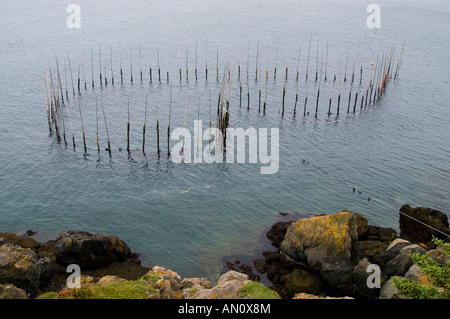 La pesca tradizionale weir fatta di montanti in legno hickory progettato per la cattura di aringhe Grand Manan Island Baia di Fundy Canada Foto Stock