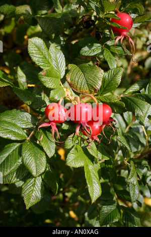 I FIANCHI DI ROSA SCABROSA in autunno. Foto Stock