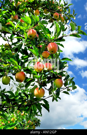 Red mele mature su apple tree cielo blu sullo sfondo Foto Stock