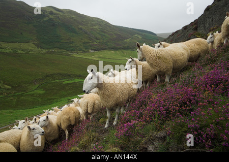 Welsh muli fuori del gallese pecore di montagna discende da Blue di fronte Leicester ram sulla brughiera Foto Stock
