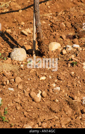 Vitigni nella vigna. Tipico rosso argilla rossastra sabbia terreno sabbioso mescolati con ciottoli pietre pietre in quantità variabile. Vigneto in pianura vicino alla città di Mostar. Erzegovina Vino, Mostar. Federazione Bosne i Hercegovine. La Bosnia Erzegovina, l'Europa. Foto Stock