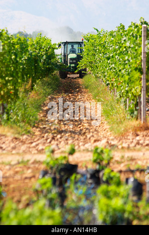 Il vigneto con vitigni sulla pianura vicino a Mostar con le montagne sullo sfondo. Un trattore vigneto di irrorazione con tr Foto Stock