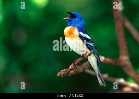 Lazuli Bunting cantando Foto Stock