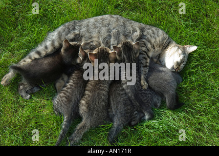 Gatti domestici di razza mista, sei gattini che succhiano dal gatto domestico di madre Foto Stock