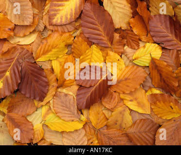 Il faggio le foglie in autunno Foto Stock