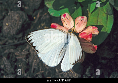 Great Southern White Ascia monuste FLORIDA USA Pieridae Pierinae maschio Foto Stock