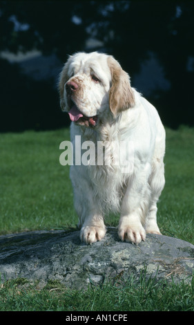 CLUMBER SPANIEL vista frontale in piedi il Galles INGHILTERRA Foto Stock