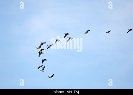 La Taiga bean oche Anser fabalis gruppo in volo Hortobagy Ungheria Foto Stock