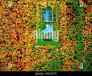 Ivy in autunno crescono intorno a una finestra presso il Municipio, Philipsburg Borough, 1887, Centro County, Pennsylvania, USA., Foto Stock