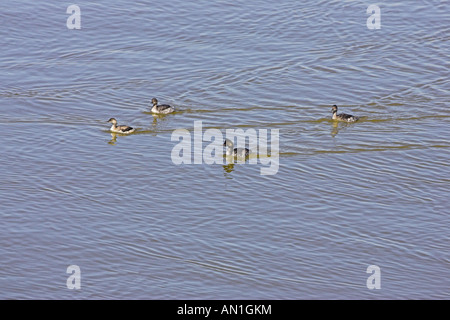 Eared grebe Podiceps nigricollis in autunno piumaggio Salt Lake in Utah USA Foto Stock