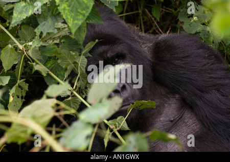 Silverback Gorilla di Montagna (Gorilla gorilla beringei); "Ruhondeza' leader del Mubare (o M) gruppo Foto Stock