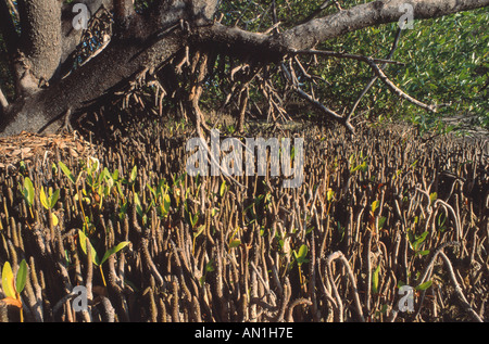 Mangrovie (germinans Avicennia), pneumatofori Foto Stock