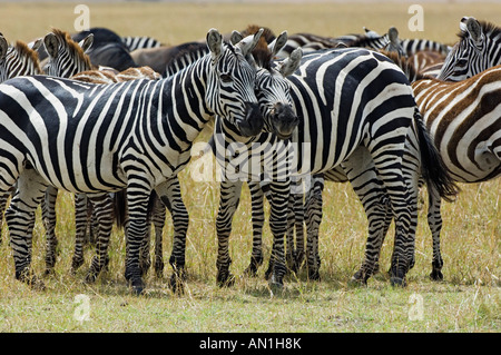 La Burchell zebre (Equus burchelli) Foto Stock