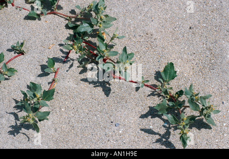 Orache Babingtons, saltbush nordorientale (Atriplex glabriuscula), fioritura, alofite, Francia, Brittany Foto Stock