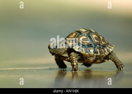 Appena tratteggiato tartaruga di Leopard Foto Stock