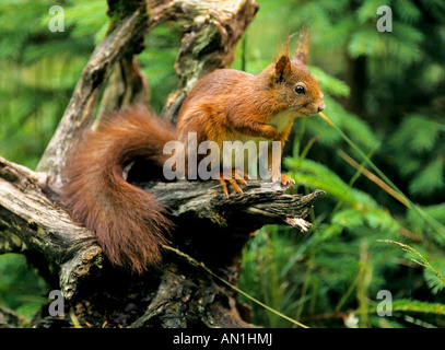 Eichhoernchen Sciurus vulgaris Eurasian Red Squirrel Foto Stock