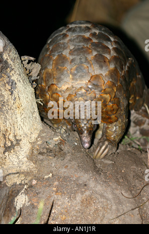 Ritratto di un pangolin di notte Foto Stock