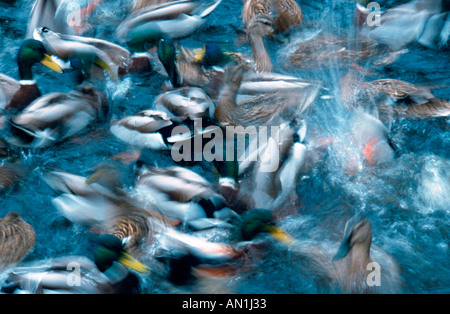 Il germano reale (Anas platyrhynchos), nella frenesia, Regno Unito, altopiani, Strathspey Foto Stock