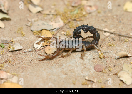 Nera spessa pelose-tailed Scorpion (Buthidae - Parabuthus transvaalicus) Foto Stock