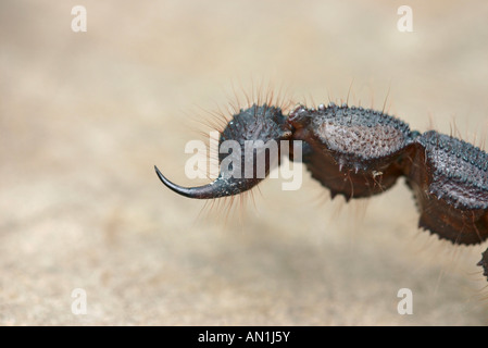 Close-up di sting su un Black Hairy thick-tailed Scorpion (Buthidae - Parabuthus transvaalicus) Foto Stock
