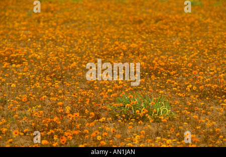Un campo di margherite Namaqualand (Dimorphotheca sinuata) Foto Stock