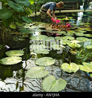 Acqua giglio rosso giardiniere cup Foto Stock