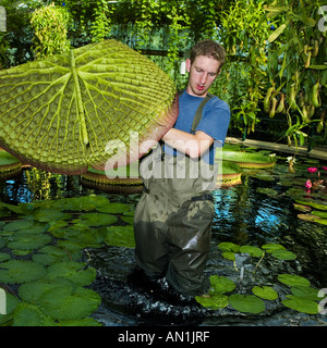 Portando un gigante di acqua lily pad santa cruz lily Foto Stock