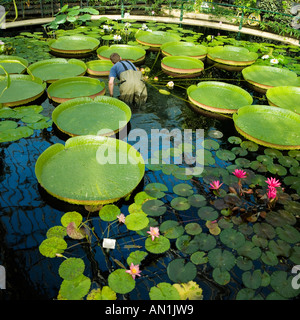 Il guado con il gigante acqua ninfee santa cruz lily Foto Stock