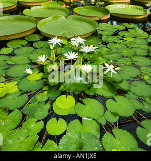 Giglio di acqua specie differenti Foto Stock