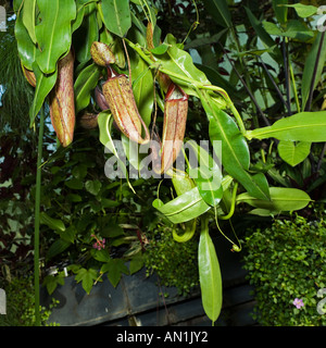 Tropical pianta brocca in acqua di Kew Garden Foto Stock