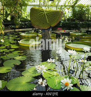 Sollevamento acqua gigante lily pad Foto Stock