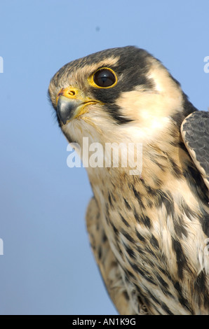 Hobby Baumfalke Eurasian Hobby Falco Subbuteo® Europa Greifvogel Uccelli di pregare Greifvoegel Foto Stock
