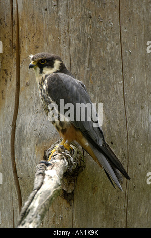 Hobby Baumfalke Eurasian Hobby Falco Subbuteo® Europa Greifvogel Uccelli di pregare Greifvoegel Foto Stock