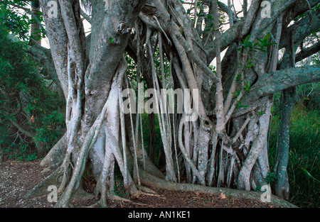 Strangler fig (Ficus aurea), fig soffoca la struttura ospitante, STATI UNITI D'AMERICA, Florida Everglades Np Foto Stock