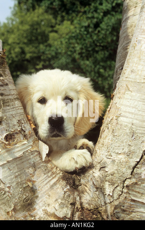 Golden Retriever cucciolo - guardando attraverso la zona di cavallo Foto Stock