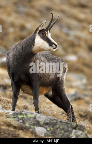 Camoscio - permanente sulla roccia Rupicapra rupicapra Foto Stock